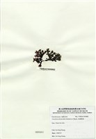 藏品(扁龍鬚菜)的圖片